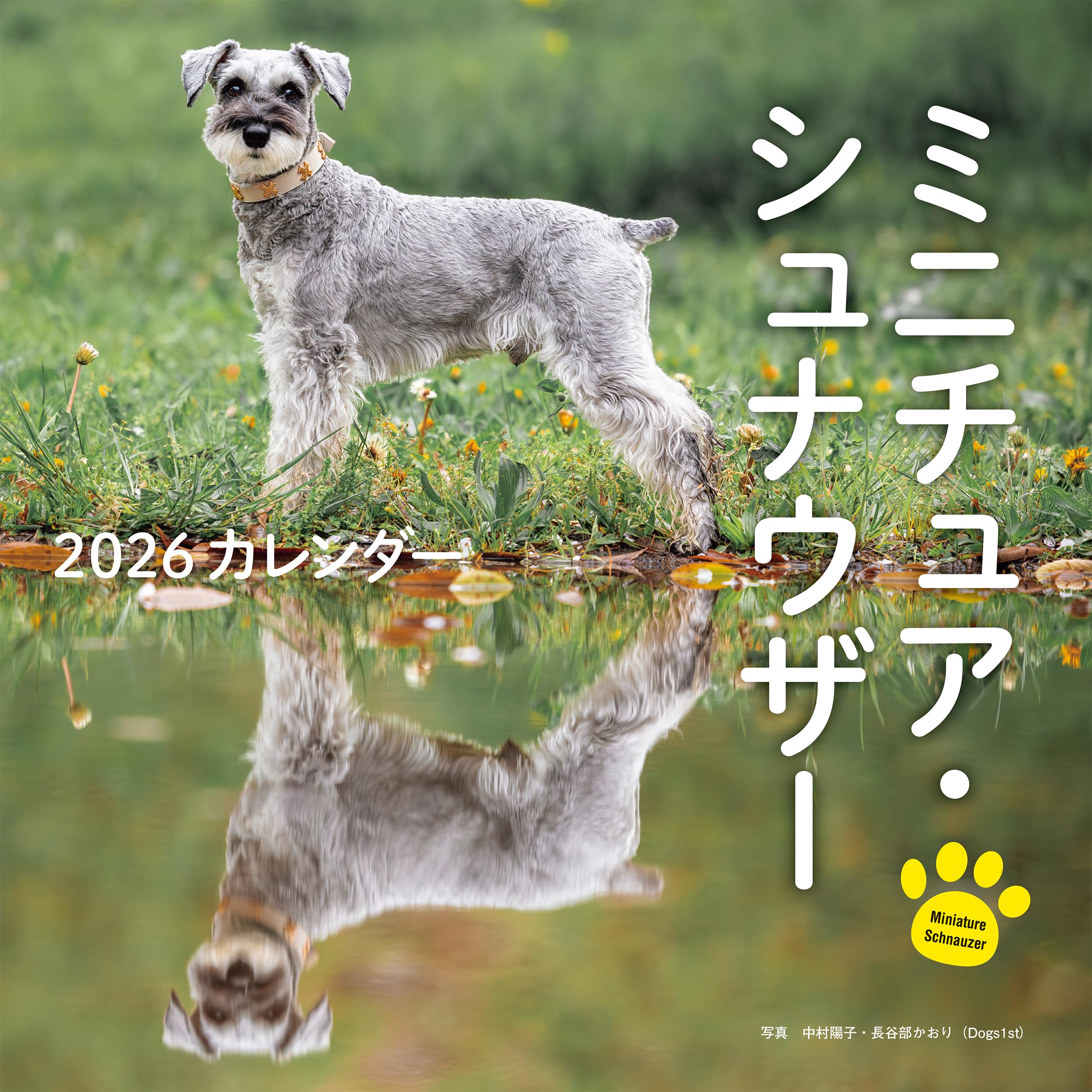 光る ミニチュアシュナウザー　ルチルクオーツ　パワーストーン ミニチュアシュナウザー 桜乃・1ちゃん | 【公式】子犬のブリーダー